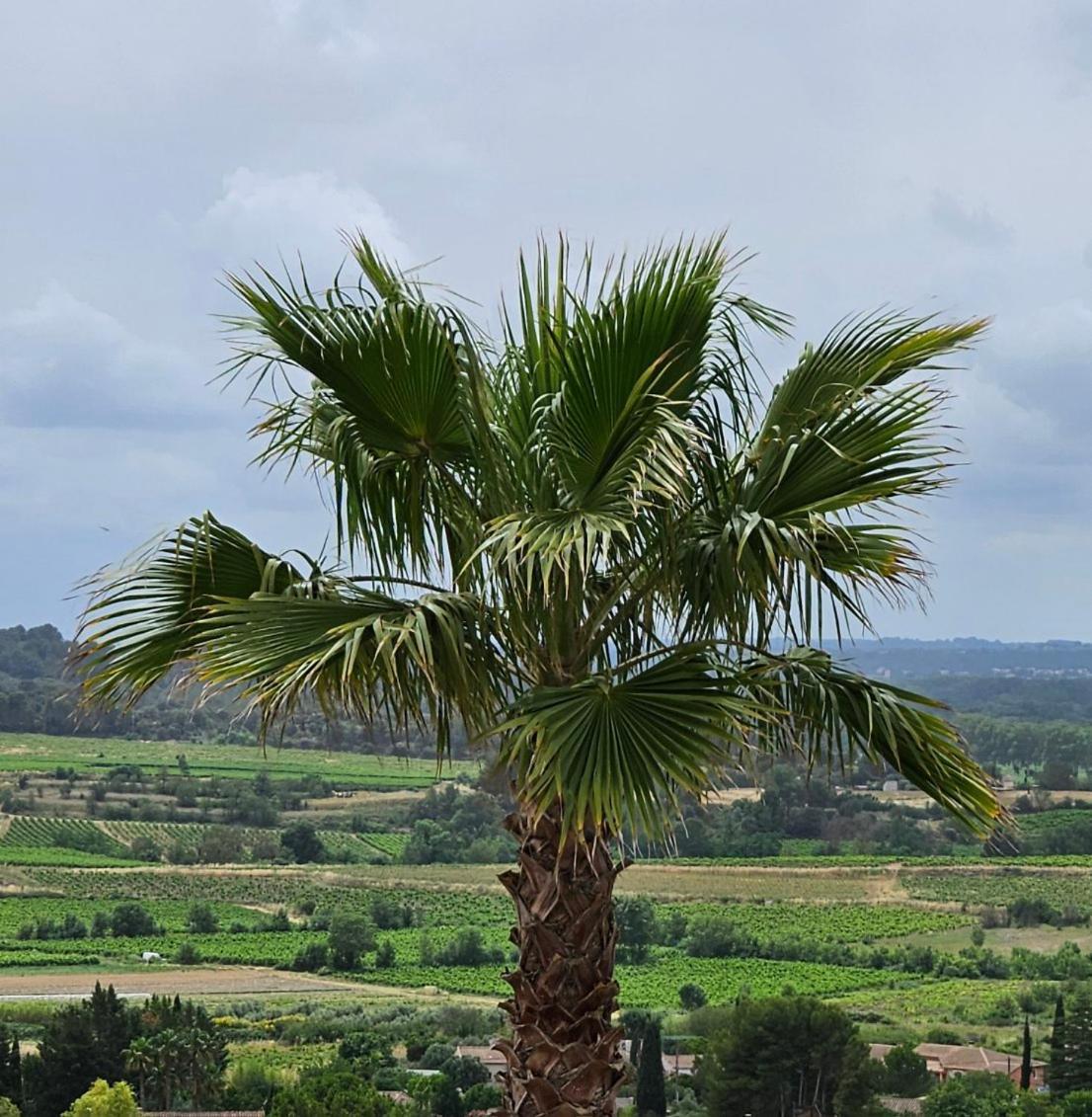 Domaine Du Chene Otel Campagnan Dış mekan fotoğraf